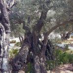 Возраст олив превышает 2000 лет. Фото прихожан храма, 2014 год.