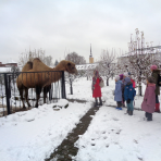 Верблюд